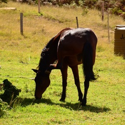 2015-05 South Africa/Drakensburg/DSC_0057.JPG